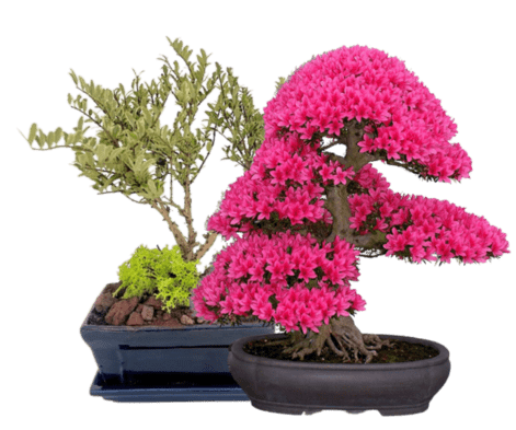 Why can’t you take a bonsai tree to California?
