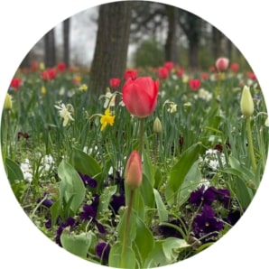 Can tulips grow in the Czech Republic?