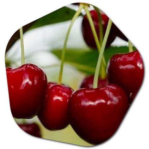 Do cherry trees do well in Southern California