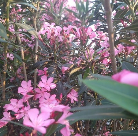 How do we prune the oleander plant in Texas