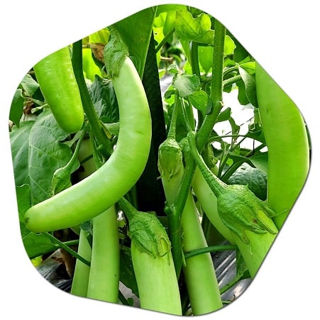 What are the types of vegetables grown in Thailand
