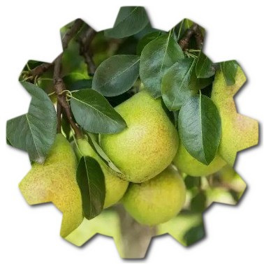 What is the easiest pear tree to grow in California