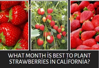 What month is best to plant strawberries in California