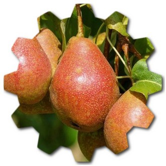 What season are pears in California