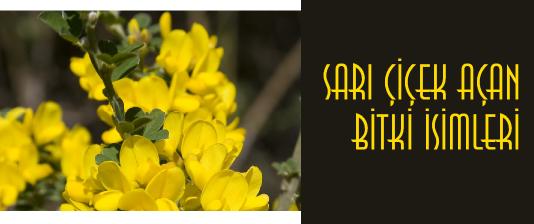 sarı çiçek isimleri sarı çiçekli bitkiler nelerdir